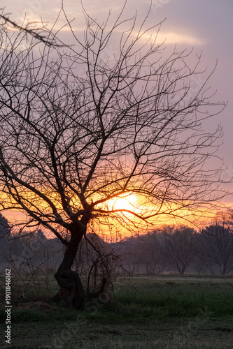春の夜明けの野原に立つ一本の木と朝日の風景