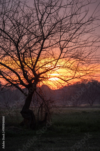 春の夜明けの野原に立つ一本の木と朝日の風景