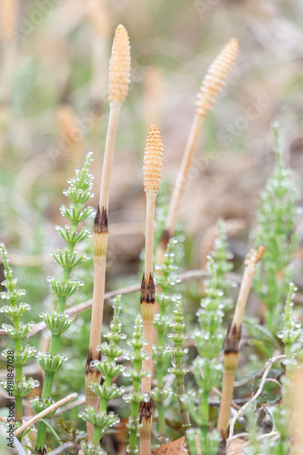 朝露に輝くスギナと春の野原に芽吹くつくし