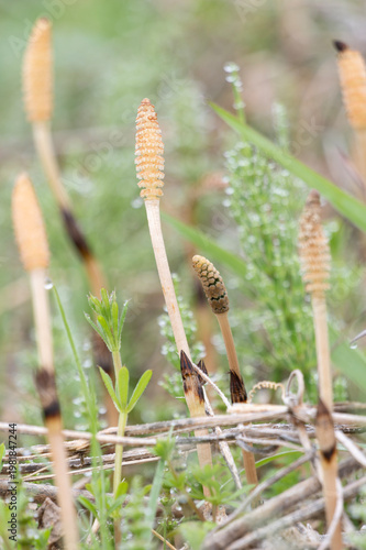 朝露に輝くスギナと春の野原に芽吹くつくし