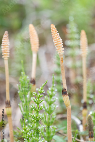 朝露に輝くスギナと春の野原に芽吹くつくし