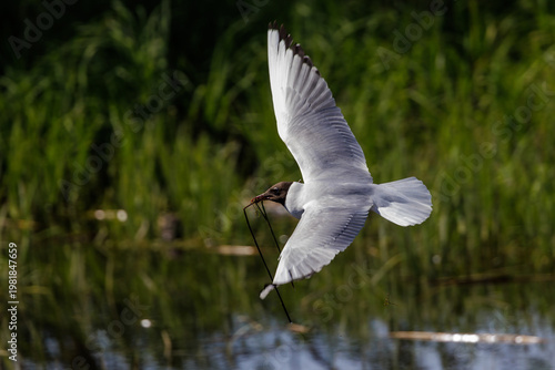 Foto Lachmöwe (Larus ridibundus)