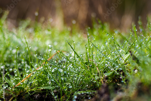 Macro d'herbes et de plantes sauvages