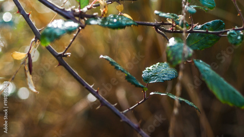 Macro d'herbes et de plantes sauvages