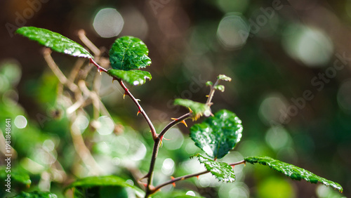 Macro d'herbes et de plantes sauvages