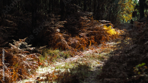 Macro d'herbes et de plantes sauvages