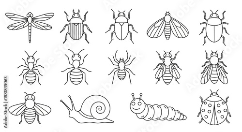 Φωτογραφία Insect icons, bug illustrations, 12 outline drawings, creepy-crawly vector set