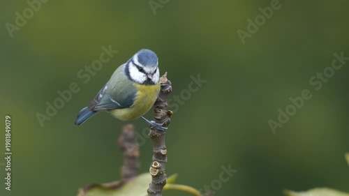 Wildlife - birds. Eurasian blue tit (Cyanistes) live in all kinds of woodlands, forests, parks, gardens and bushes. They feed on plant seeds and insects.