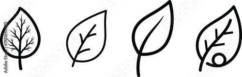 Diagram of pollen grains four stages of development and structure