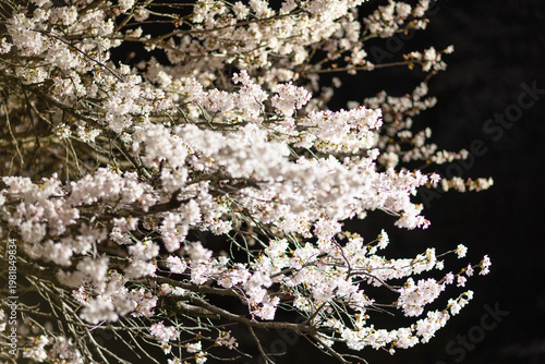 闇夜に浮かび上がる満開の夜桜 岐阜県揖斐川町