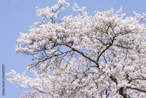 青空に広がる満開の桜の枝 岐阜県笠松町