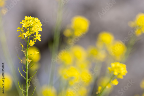 春の光に包まれる菜の花のクローズアップ 岐阜県笠松町