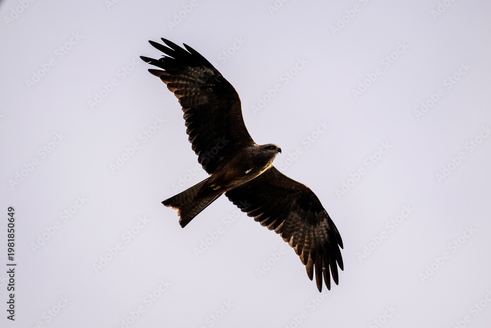 Obraz premium A black kite in its natural habitat in a spring forest in Kalmykia.