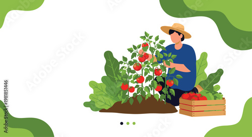 Farmer wearing a straw hat carefully harvests ripe red tomatoes from a plant and places them into a wooden crate in his garden.