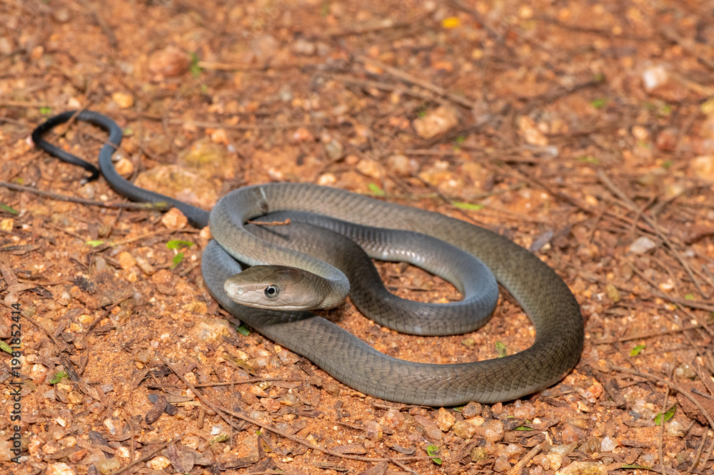 Obraz premium Closeup of the highly feared black mamba (Dendroaspis polylepis), in the bushveld. Africa’s deadly venomous snake