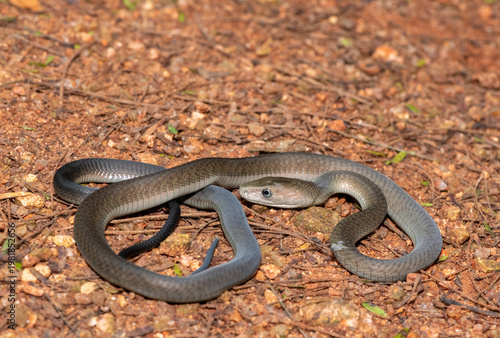 Closeup of the highly feared black mamba (Dendroaspis polylepis), in the bushveld. Africa’s deadly venomous snake