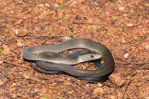 Closeup of the highly feared black mamba (Dendroaspis polylepis), in the bushveld. Africa’s deadly venomous snake