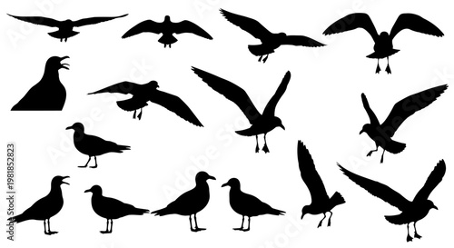 Seagull silhouettes, black bird icons, flying birds, sea bird graphics, 13 silhouette illustrations
