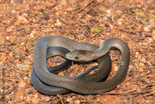 Closeup of the highly feared black mamba (Dendroaspis polylepis), in the bushveld. Africa’s deadly venomous snake