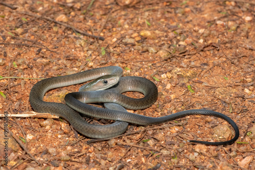 Closeup of the highly feared black mamba (Dendroaspis polylepis), in the bushveld. Africa’s deadly venomous snake