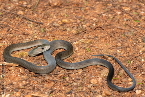Closeup of the highly feared black mamba (Dendroaspis polylepis), in the bushveld. Africa’s deadly venomous snake