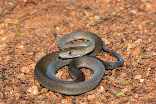 Closeup of the highly feared black mamba (Dendroaspis polylepis), in the bushveld. Africa’s deadly venomous snake