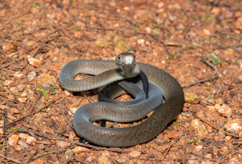Closeup of the highly feared black mamba (Dendroaspis polylepis), in the bushveld. Africa’s deadly venomous snake