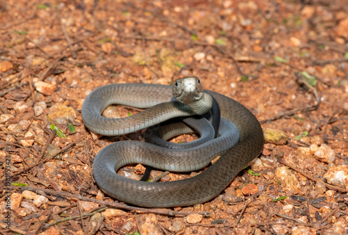 Closeup of the highly feared black mamba (Dendroaspis polylepis), in the bushveld. Africa’s deadly venomous snake