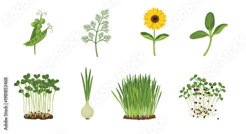 Collection of different microgreens and young vegetable sprouts including sunflower peas dill and onions on white background.