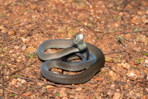Closeup of the highly feared black mamba (Dendroaspis polylepis), in the bushveld. Africa’s deadly venomous snake