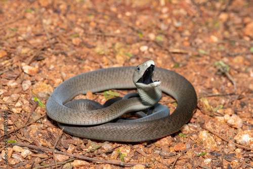 The highly feared black mamba (Dendroaspis polylepis), defensively displaying its black mouth. Africa’s deadly venomous snake