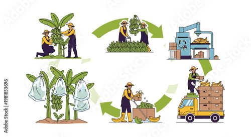 Detailed diagram showing the life cycle of banana production from growing on trees to harvesting processing and shipping.