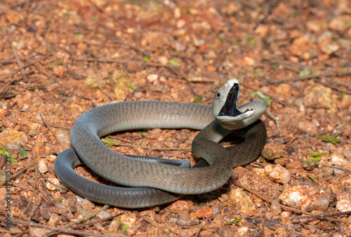 The highly feared black mamba (Dendroaspis polylepis), defensively displaying its black mouth. Africa’s deadly venomous snake