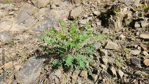 Tableau sur toile Montpellier milk-vetch (Astragalus monspessulanus) grows on the slopes of the Taurus Mountains, forming low clusters of purple-pink flowers in rocky, sunlit landscapes