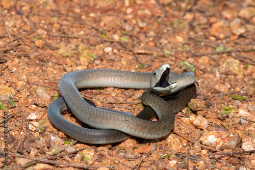 The highly feared black mamba (Dendroaspis polylepis), defensively displaying its black mouth. Africa’s deadly venomous snake