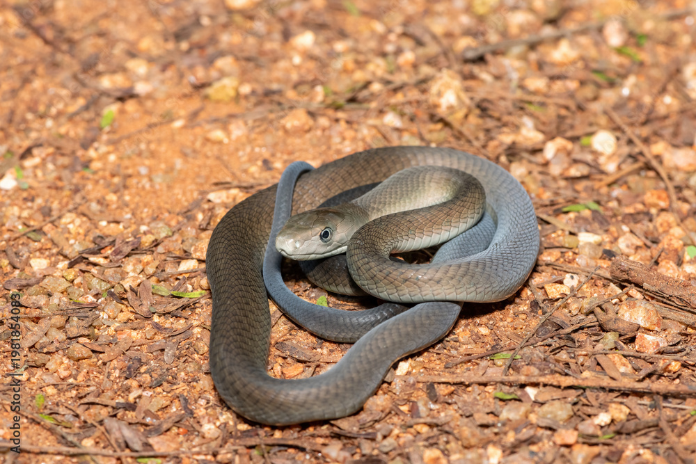 Obraz premium Closeup of the highly feared black mamba (Dendroaspis polylepis), in the bushveld. Africa’s deadly venomous snake