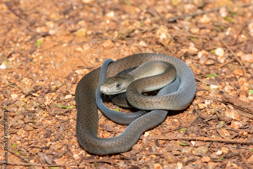 Closeup of the highly feared black mamba (Dendroaspis polylepis), in the bushveld. Africa’s deadly venomous snake