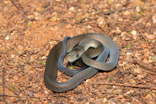 Closeup of the highly feared black mamba (Dendroaspis polylepis), in the bushveld. Africa’s deadly venomous snake