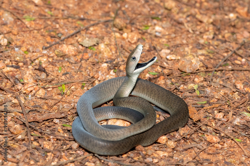 Obraz premium The highly feared black mamba (Dendroaspis polylepis), defensively displaying its black mouth. Africa’s deadly venomous snake