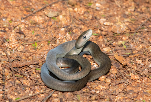 Closeup of the highly feared black mamba (Dendroaspis polylepis), in the bushveld. Africa’s deadly venomous snake
