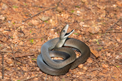 The highly feared black mamba (Dendroaspis polylepis), defensively displaying its black mouth. Africa’s deadly venomous snake