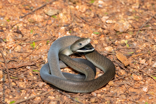 The highly feared black mamba (Dendroaspis polylepis), defensively displaying its black mouth. Africa’s deadly venomous snake