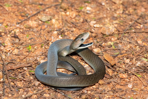 The highly feared black mamba (Dendroaspis polylepis), defensively displaying its black mouth. Africa’s deadly venomous snake