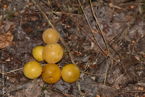 Yellow wild cherry plums on forest floor