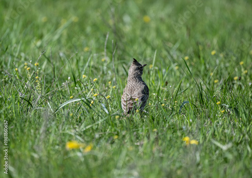 A crested lark in its natural habitat on green grass in Kalmykia