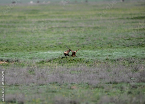A grosbeak in its natural habitat in a spring forest in Kalmykia