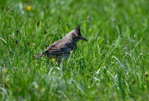 A crested lark in its natural habitat on green grass in Kalmykia