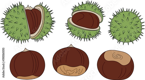 Chestnuts in Outer Shell and Inner Nut for Fall, Autumn, and Food Graphic Designs