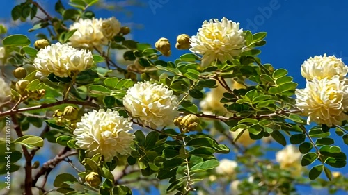 Light yellow pom pom flowers on a branch with green leaves against blue sky