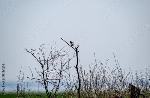 A kestrel in its natural habitat in a spring forest in Kalmykia